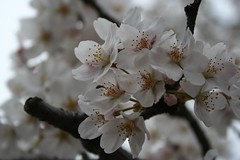 Sakura - Seibuen