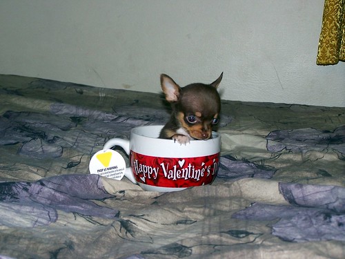 Teacup Chihuahua Images