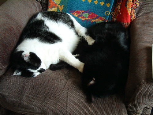 Kitties Snuggling