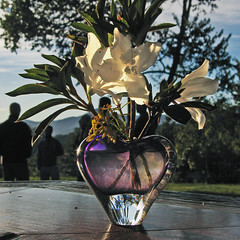 Lilies in Sunrise - Maqtutu - 2006