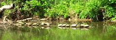 Sunning turtles on a log