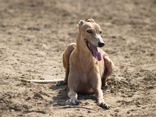 Greyhound, Selona
