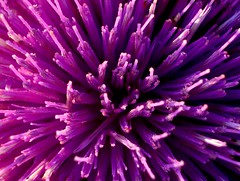 purple+incense