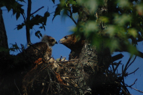 Baby Hawks with Mother