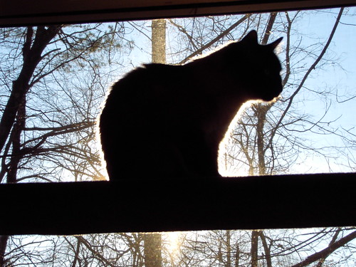 Cat In Winter. in Winter. cat silhouette