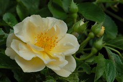 Rosa 'Goldfinch' (?)