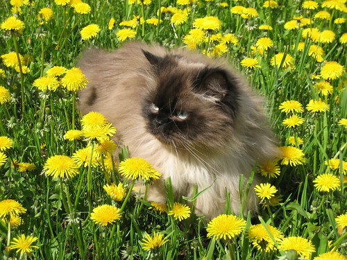 Picture of a Persian Cat with Flowers. Posted on June 10, 2007 - Filed Under 
