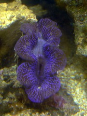 Tridacnid clam (species unknown)