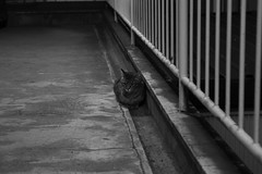 Cat_2007-05-29N006