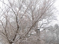 Winter-Tree