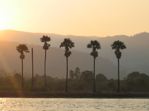 Nice palms on the river, Kampot