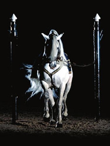 caballo blanco poster