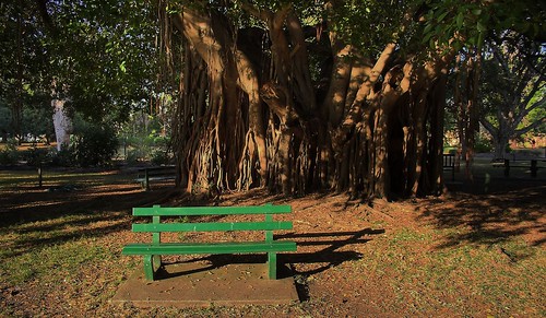 Bench Under Fig Tree