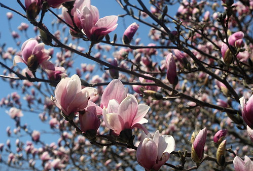 magnolia coming into bloom