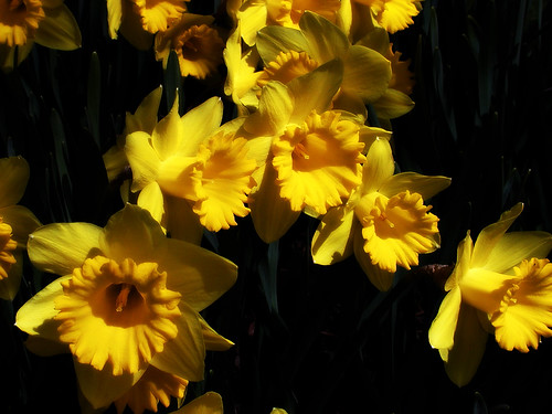 happy earth day wallpaper. Earth Day Daffodils