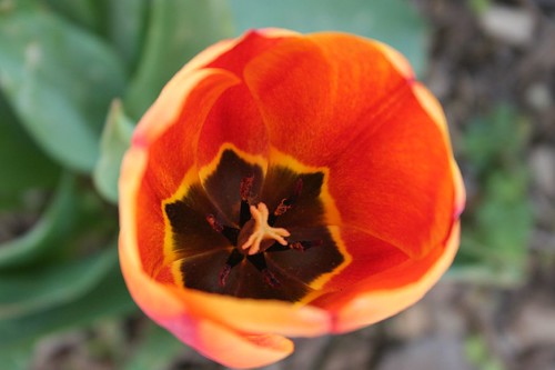 perfect tulip, interior