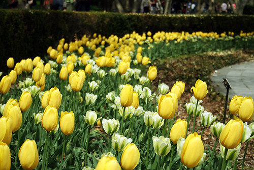 Yellow-White-Tulips
