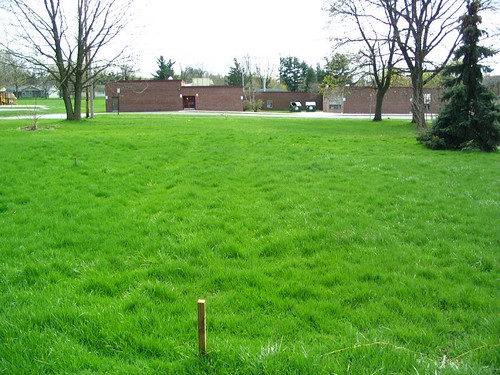 Greenest grass