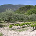 Olive trees and grape vines