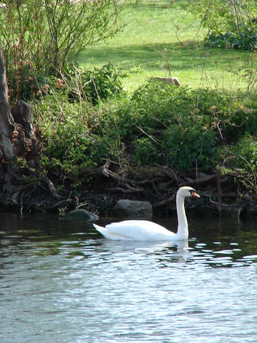 Swan lake II