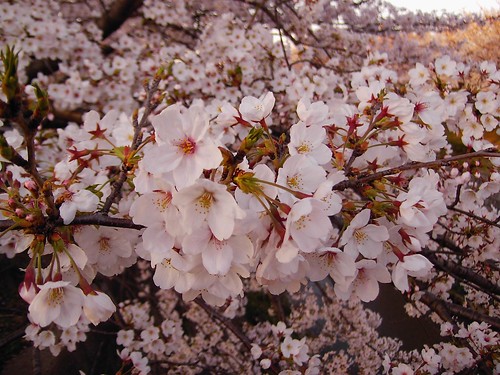 When you think of Japan you think of Sakura flower which famous for its 