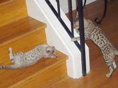 kittens on the stairs