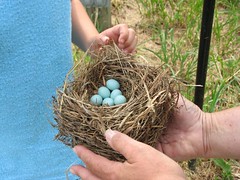Kathi's bluebird eggs