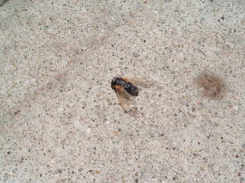 Dead cicada