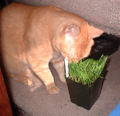 Abby smelling cat grass