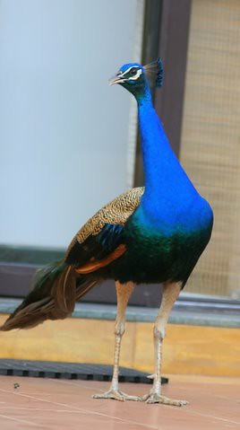 peacock..too colourful for words 10