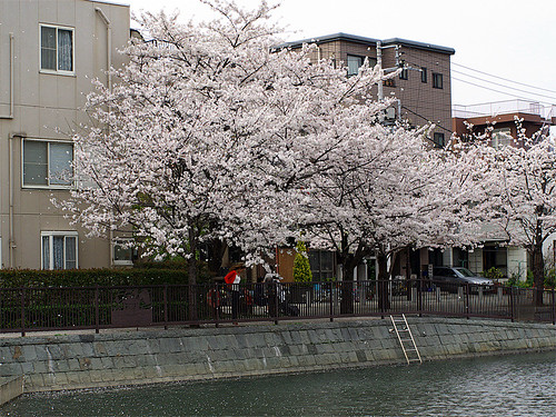 Sakura 2007 03