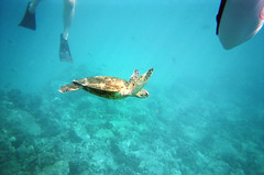 Snorkelling with Sea Turtle