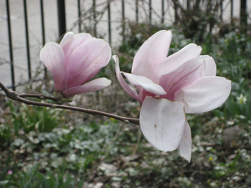 magnolia 3.jpg