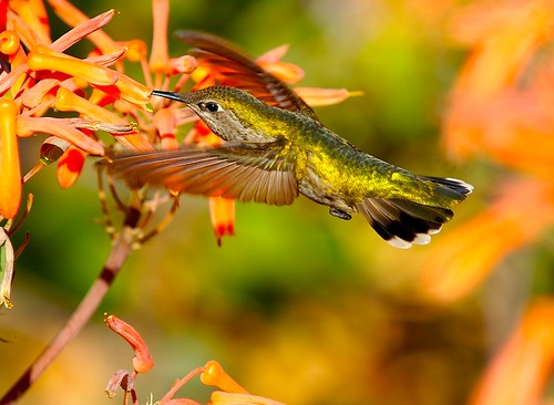 Hummingbird 21 (Wings)