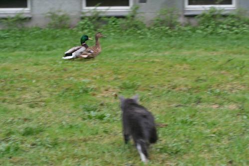 Wild duck chase