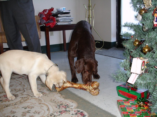 chocolate and yellow labradors - Christmas