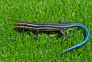 A Five-lined Skink