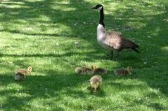 Mother Goose and her baby goslings