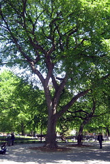 NYC - East Village: Tompkins Square Park - Har...