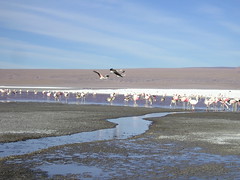 Bolivian Altiplano - Laguna Colorado