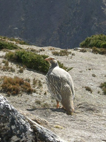 National Bird Nepal