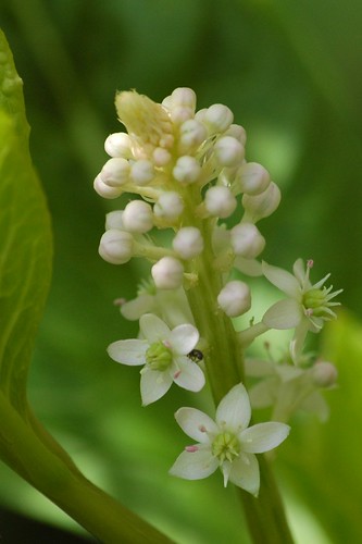 Phytolacca esculenta  - Oosterse karmozijnbes. Foto: AnneTanne. Creative Commons License