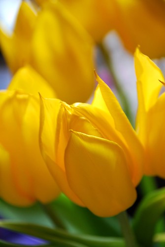 The Golden Glow of Tulips