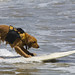 dog-saint-kat-surfing_0038
