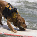 dog-saint-kat-surfing_0293