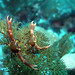 Black coral crab (Quadrella maculosa)