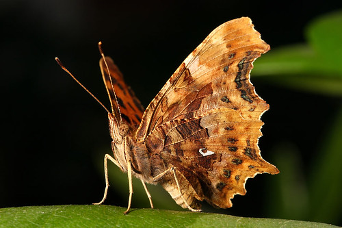 Comma Butterfly, Beautiful Butterfly Pictures, Beautiful Butterfly