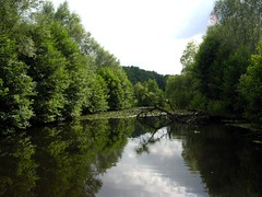 Lake with beaver / See mit Biber