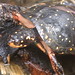 Spotted Turtle (2003)