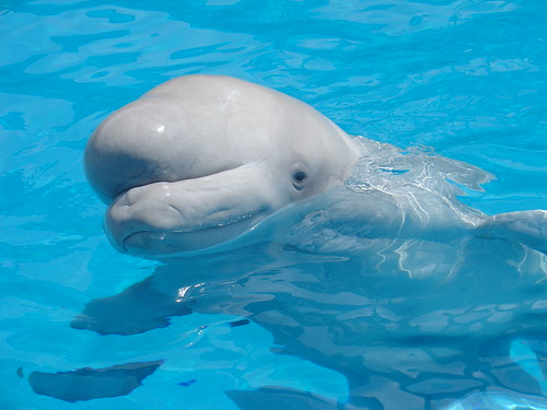 beluga whale pictures. Beluga whale